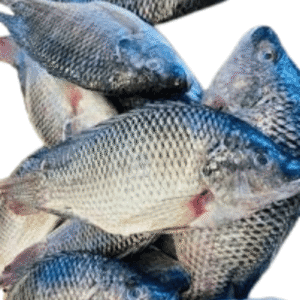 Carton Wass (tilapia) 10 kg